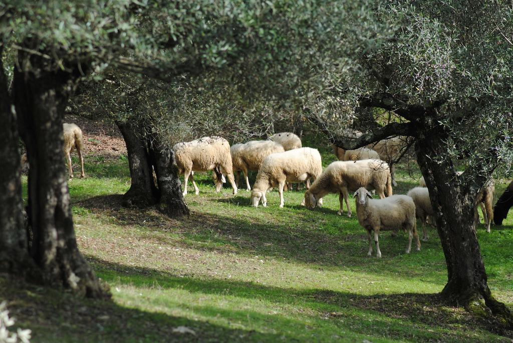 Country House Villa Poggiolo Pérouse Extérieur photo